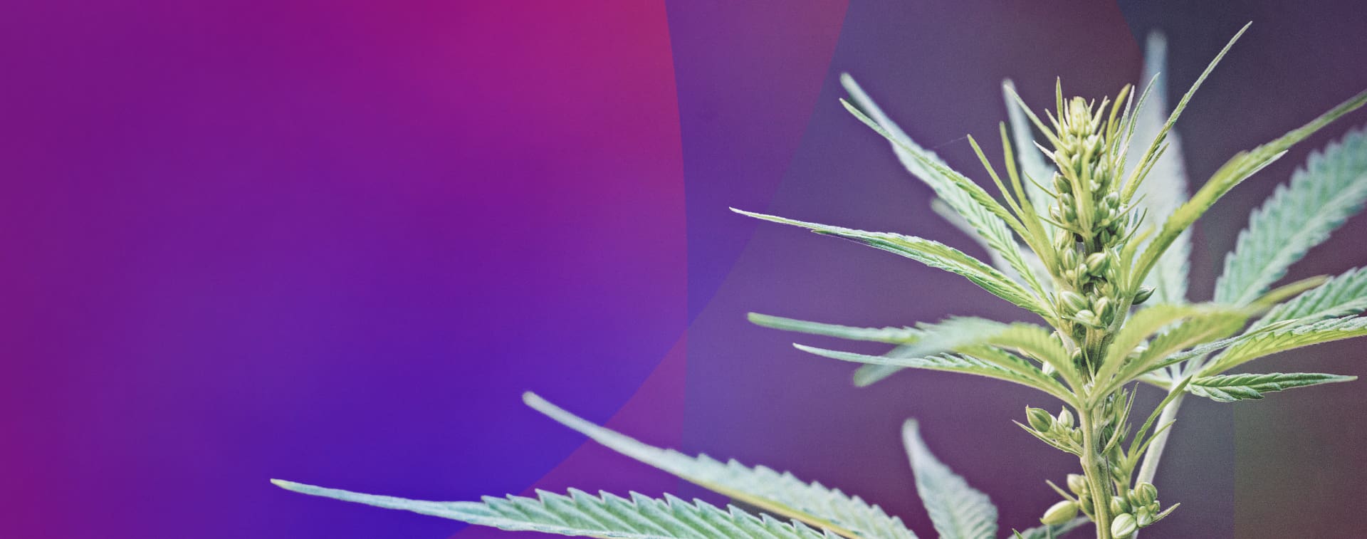 Cannabis index banner image
